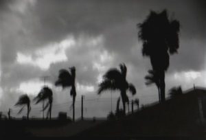stormy_palms